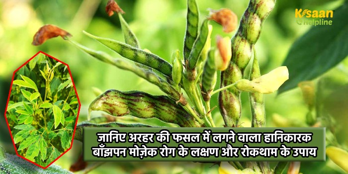 जानिए अरहर की फसल में लगने वाला हानिकारक बाँझपन मोज़ेक रोग के लक्षण और रोकथाम के उपाय